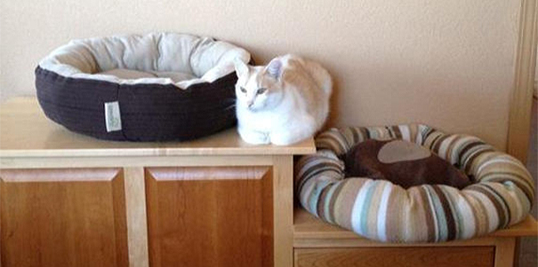 cat2