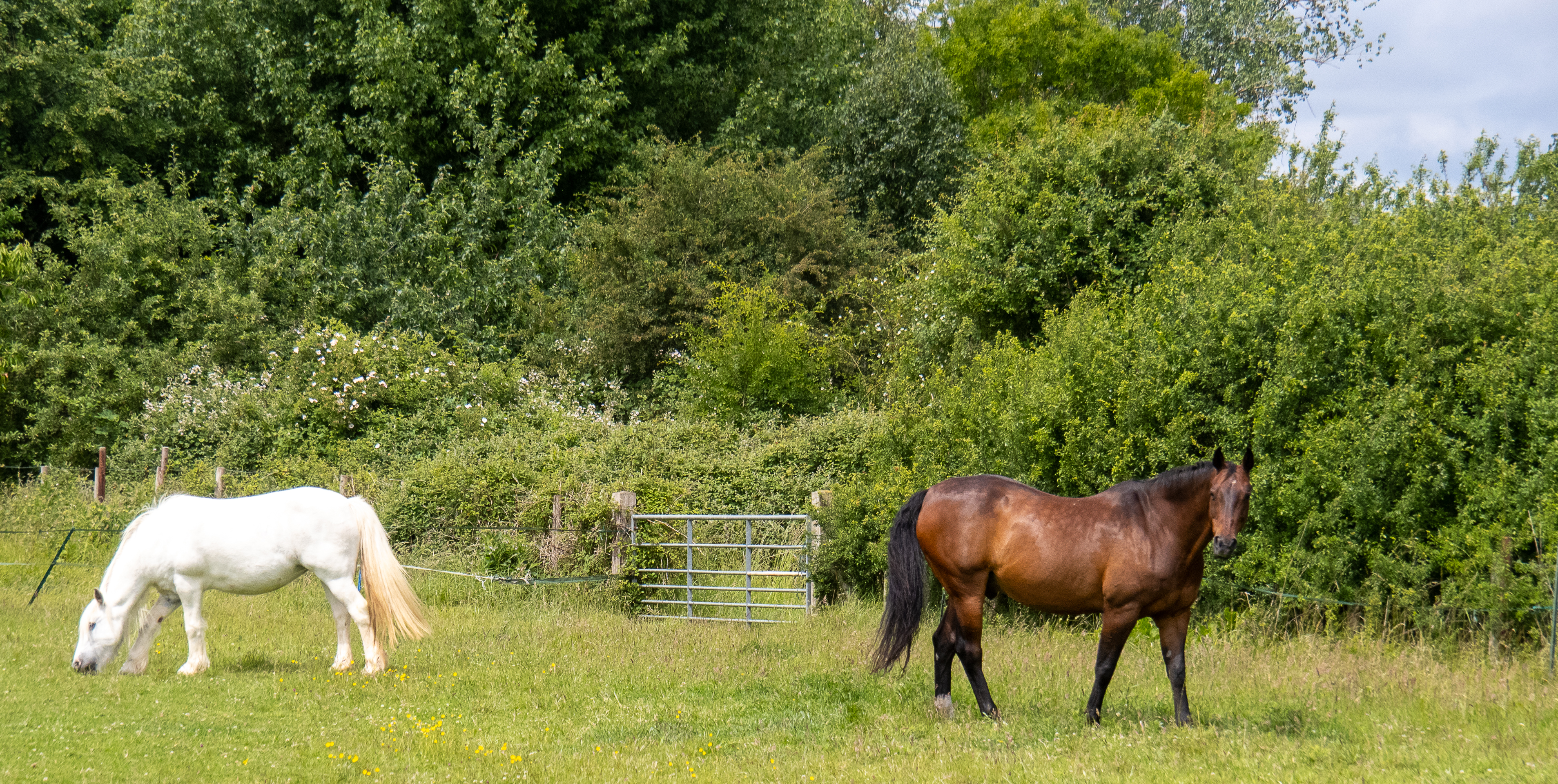 horses