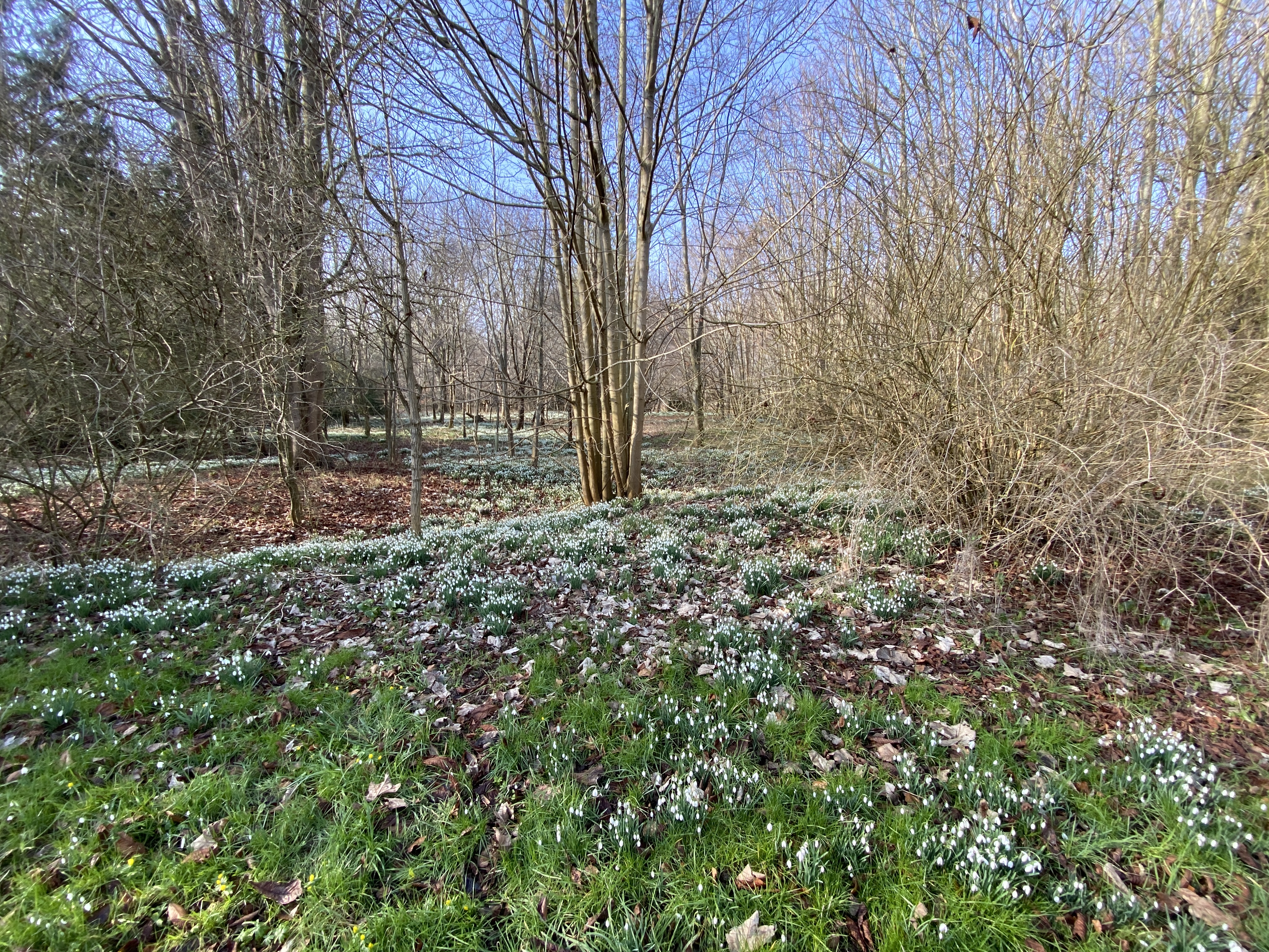 Snowdrop 1