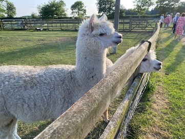 alpacas